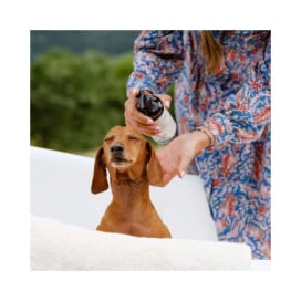 Champu Natural Perros Doog Life Cosmética Natural y Peluquería Perros Patitas&co