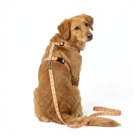 Pack Patitas Arnés Classic Soles + Correa + Porta Bolsas Accesorios de Paseo para Perro Patitas&co