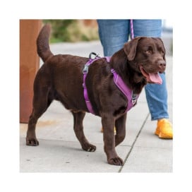 DOG Copenhagen Arnés Morado Comfort Walk Pro para Perro Patitas&co Patitas&co