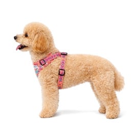 Arnés Patitas Inca Accesorios de Paseo para Perro Patitas&co