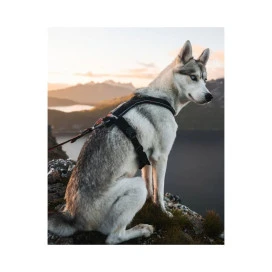 Non-stop Dogwear Arnés en "Y" Line 5.0 Turquesa para Perro Arneses para perro Patitas&co