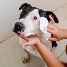 The Doog Life Discos Limpiadores Ecológicos Patitas&co Patitas&co