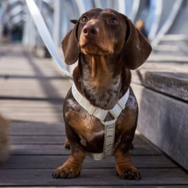 Dukier Arnés Clásico Beige para Perro Patitas&co Patitas&co