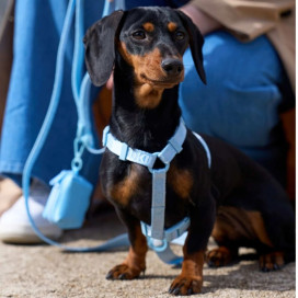 Dukier Arnés Clásico Soft Blue para Perro Accesorios de Paseo para Perro Patitas&co