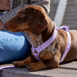 Dukier Arnés Clásico Violet para Perro Patitas&co Patitas&co