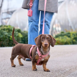 Dukier Arnés Clásico Terracota para Perro Accesorios de Paseo para Perro Patitas&co