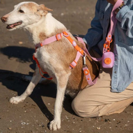 Dukier Arnés Waterproof Tangerine para Perro Accesorios de Paseo para Perro Patitas&co