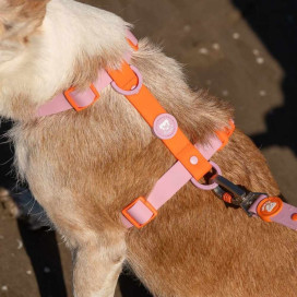 Dukier Arnés Waterproof Tangerine para Perro Accesorios de Paseo para Perro Patitas&co