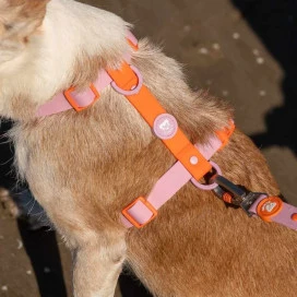 Dukier Arnés Waterproof Tangerine para Perro Accesorios de Paseo para Perro Patitas&co