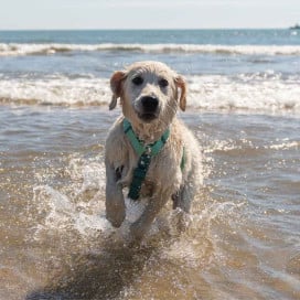 Dukier Arnés Waterproof Jade Mint para Perro Patitas&co Patitas&co