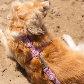 Dukier Arnés Waterproof Mauve para Perro Accesorios de Paseo para Perro Patitas&co