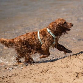 Dukier Arnés Waterproof Turquesa para Perro Accesorios de Paseo para Perro Patitas&co