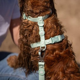 Dukier Arnés Waterproof Turquesa para Perro Accesorios de Paseo para Perro Patitas&co