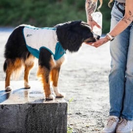 Non-stop Dogwear Chaleco Refrescante Elástico para Perro Patitas&co Patitas&co