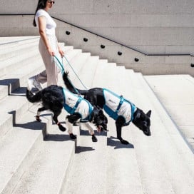 Non-stop Dogwear Chaleco Refrescante Elástico para Perro Patitas&co Patitas&co