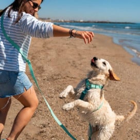 Dukier Correa Multiposición Waterproof Blue Lavender para Perro Accesorios de Paseo para Perro Patitas&co
