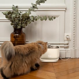 Bandit Fuente de Agua Automática Crema Fuentes para Gatos Patitas&co