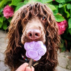 Pack para Hacer Heladitos Perro Mediano Especial Verano Patitas&co
