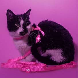 Dashi Arnés + Correa Neón Rosa para Gato Accesorios de Paseo para Gatos Patitas&co