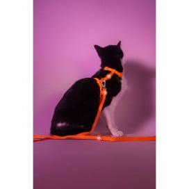 Dashi Arnés + Correa Neón Naranja para Gato Accesorios de Paseo para Gatos Patitas&co
