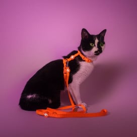 Dashi Arnés + Correa Neón Naranja para Gato Accesorios de Paseo para Gatos Patitas&co