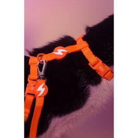 Dashi Arnés + Correa Neón Naranja para Gato Accesorios de Paseo para Gatos Patitas&co