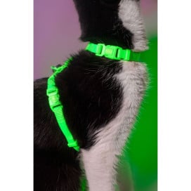 Dashi Arnés + Correa Neón Verde para Gato Accesorios de Paseo para Gatos Patitas&co