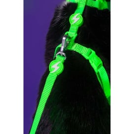 Dashi Arnés + Correa Neón Verde para Gato Accesorios de Paseo para Gatos Patitas&co