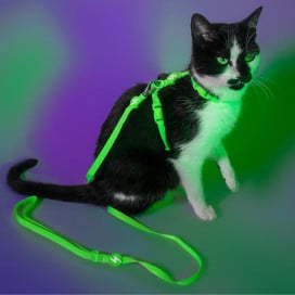 Dashi Arnés + Correa Neón Verde para Gato Accesorios de Paseo para Gatos Patitas&co
