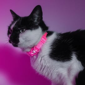 Dashi Collar Neón Rosa para Gato Patitas&co Patitas&co