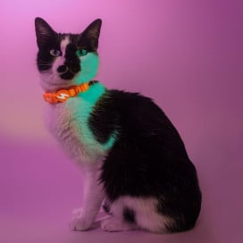 Dashi Collar Neón Naranja para Gato Accesorios de Paseo para Gatos Patitas&co