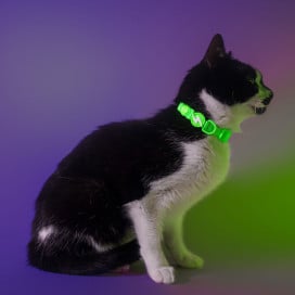 Dashi Collar Neón Verde para Gato Patitas&co Patitas&co