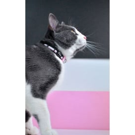 Dashi Collar Stripes³ Rosa y Negro para Gato Accesorios de Paseo para Gatos Patitas&co