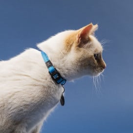MyFamily Collar Memopet® Azul con Chip NFC para Gato Accesorios de Paseo para Gatos Patitas&co