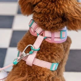Dukier Ice Cream Arnés Ajustable para Perro Patitas&co Patitas&co
