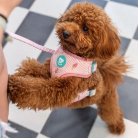 Dukier Ice Cream Arnés Ajustable para Perro Patitas&co Patitas&co