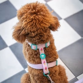 Dukier Ice Cream Arnés Clásico para Perro Patitas&co Patitas&co