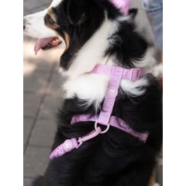 Dukier Strawberry Arnés Clásico para Perro Patitas&co Patitas&co