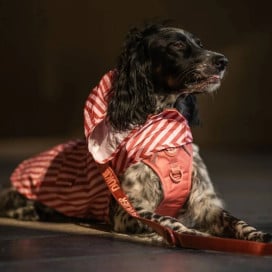 Dukier Chubasquero Terracota Perro Pequeño Ropa para perros Patitas&co