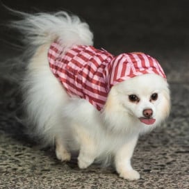 Dukier Chubasquero Terracota Perro Pequeño Ropa para perros Patitas&co