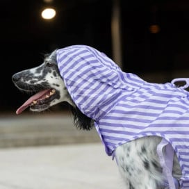 Dukier Chubasquero Violet Perro Pequeño Ropa para perros Patitas&co