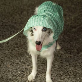 Dukier Chubasquero Soft Green Perro Pequeño Ropa para perros Patitas&co