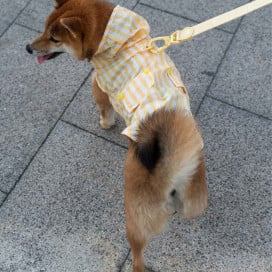 Dukier Chubasquero Vanilla Perro Pequeño Ropa para perros Patitas&co