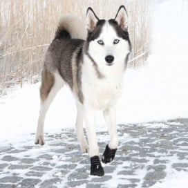 Trixie Botas Protectoras Walker Active Ropa para perros Patitas&co