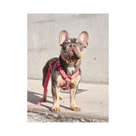 Dukier Berry Love Arnes Clasico para Perros Collar, Correa y Arnes Perro Patitas&co