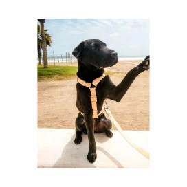 Dukier Arnes Waterproof Beige para Perros Collar, Correa y Arnes Perro Patitas&co