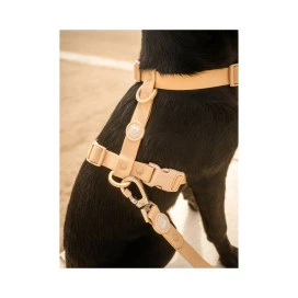 Dukier Arnes Waterproof Beige para Perros Collar, Correa y Arnes Perro Patitas&co