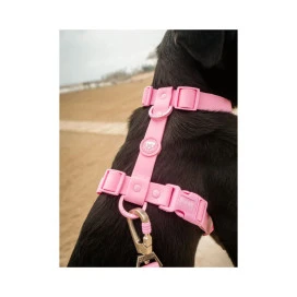 Dukier Arnes Waterproof Pink para Perros Collar, Correa y Arnes Perro Patitas&co