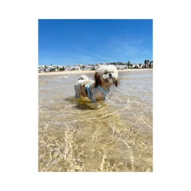 Dukier Arnes Waterproof Sky Blue para Perros Collar, Correa y Arnes Perro Patitas&co