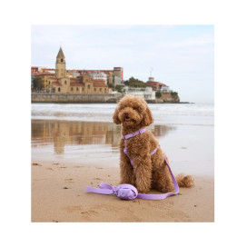 Dukier Arnes Waterproof Morado para Perros Collar, Correa y Arnes Perro Patitas&co